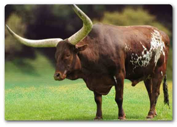 Bihar  State animal, Indian bison, Bos gaurus